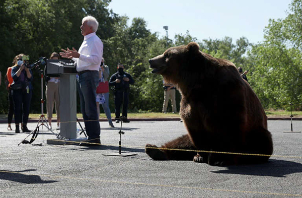 考克斯演讲时，棕熊在其身后"乖乖"坐着。