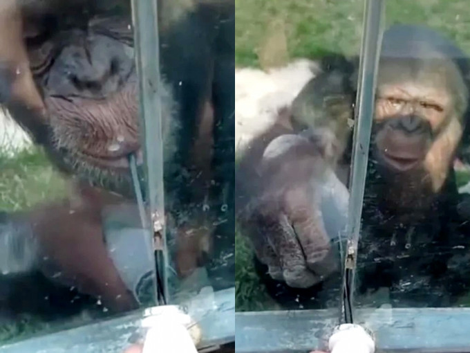 山东动物园黑猩猩自备饮管索饮料。