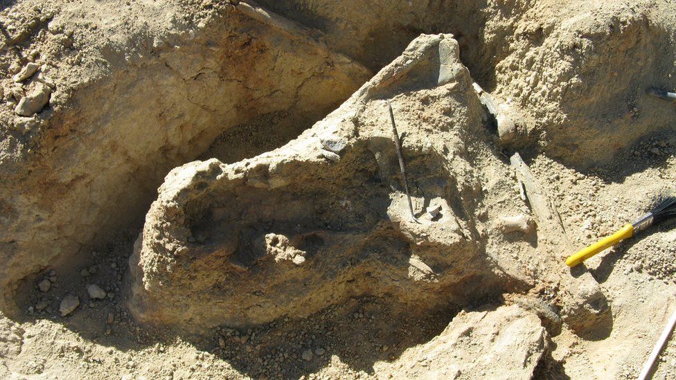 考古学家在北领地发现的新品种鳄鱼化石。（BBC网）