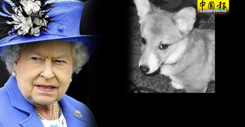 夫婿离世一个多月  英女王5月大爱犬过世