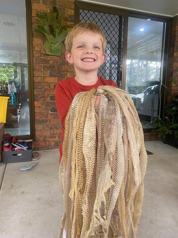 澳洲捕蛇专家在民宅发现50张蛇皮，小孩却充满好奇超开心。
