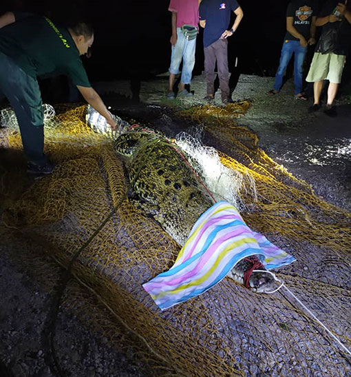 野生动物保护及国家公园局人员在在民防局及野新市议会人员协助下，最终花了约两小时才把鳄鱼救出。