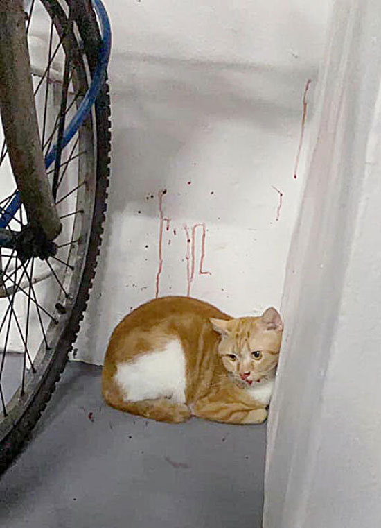 猫咪躲角落，墙上的数道血迹清晰可见。（取自面子书）
