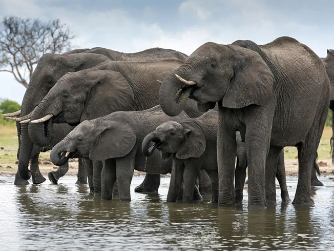 津巴布韦象群档案照。