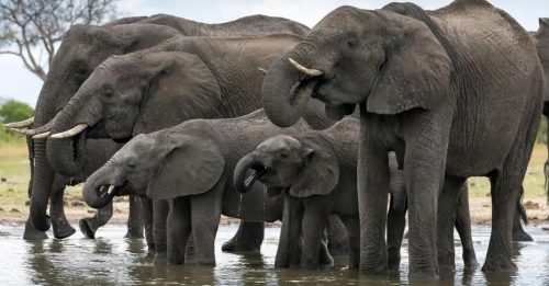 津巴布韦大象太多 拟大规模扑杀惹非议