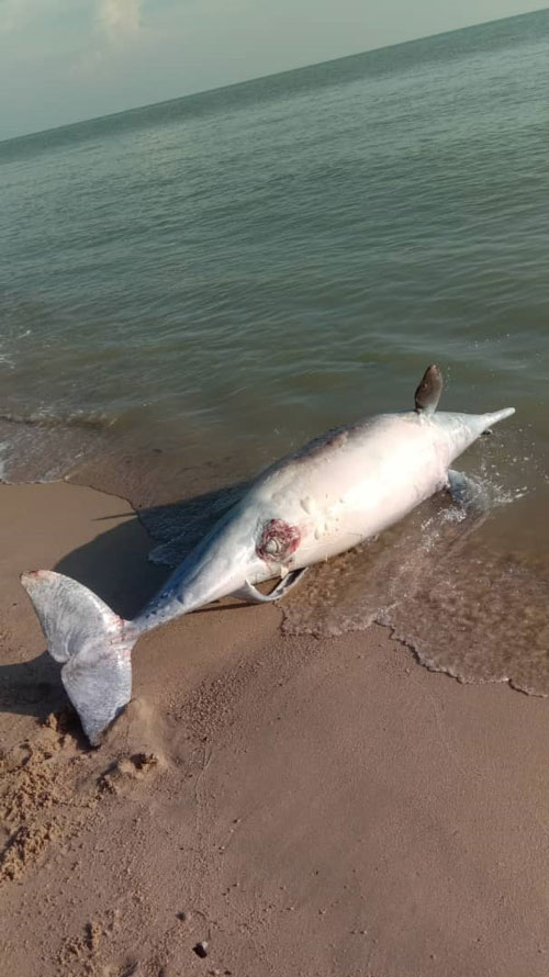 甘榜荣邦海滩上，发现海豚的尸体。