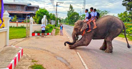 泰国全国开学 骑大象来上学