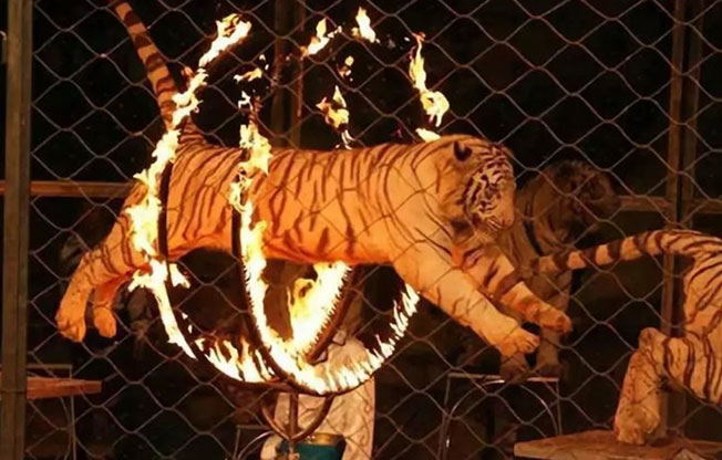 马戏团的老虎被迫跳火圈。
