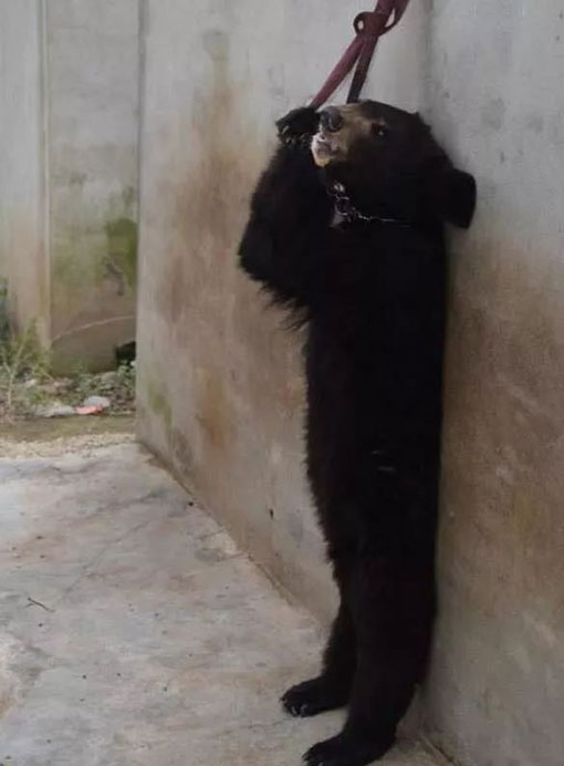 小黑熊如此被迫学习站立。