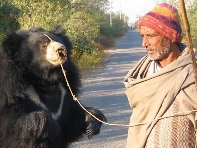 这是黑熊被穿过鼻子的绳子牢牢控制着。