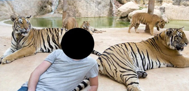 老虎本是昼休夜行的动物，却在白天内遭短铁链套颈让游客拍照。