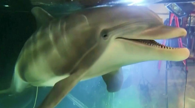 这是一条机器海豚，仿真度达100%。
