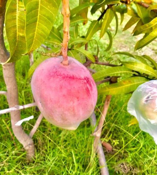 农夫巴力哈尔种出的昂贵品种芒果，外皮是漂亮的红色。