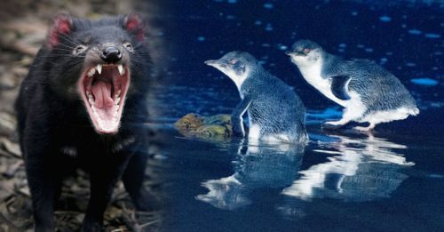 澳小岛引进袋獾后 数千企鹅全被吃光