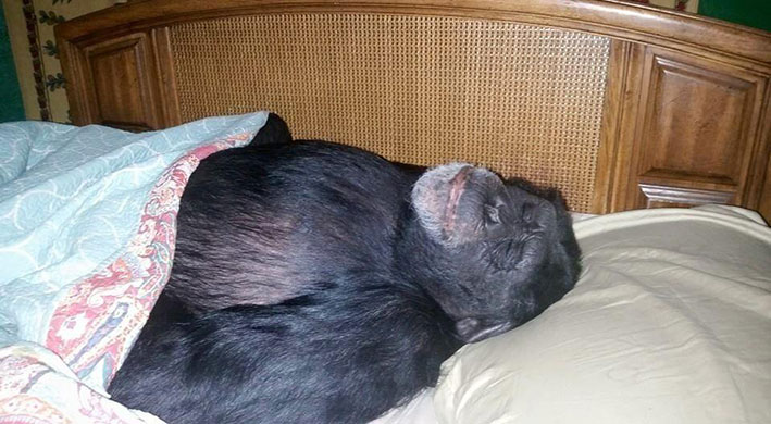 被主人饲养17年的黑猩猩巴可，遭警方射杀。