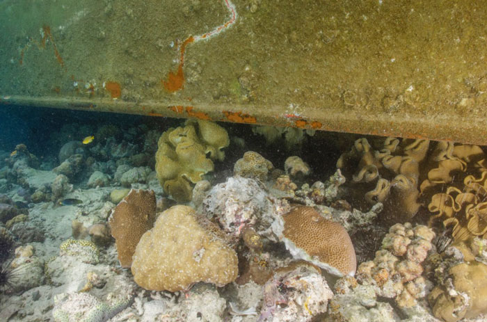 天堂1号潜水点大面积的珊瑚，遭搁浅的驳船破坏。
