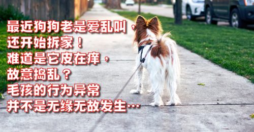 ◤会员文：宠物情缘◢狗狗该出门散步咯！