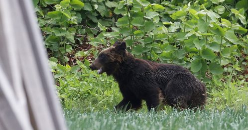 北海道棕熊“逛大街” 袭击4人  被猎人射杀