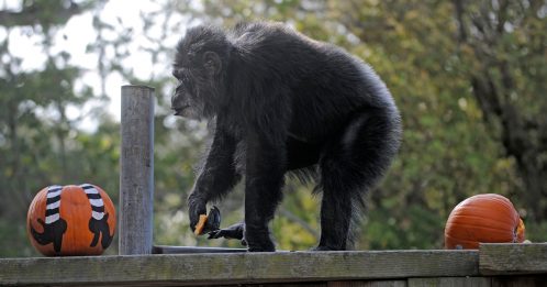 北美洲最年老黑猩猩去世 享年63岁