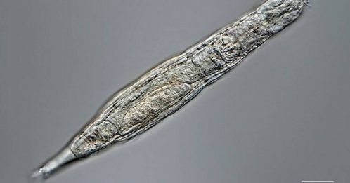 在西伯利亞冰凍2.4萬年 蛭形輪蟲解凍復活