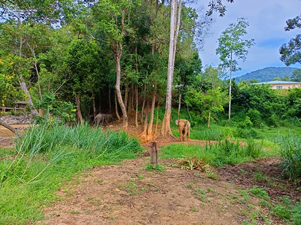 坐落在肯逸湖的大象保育村，员工惨遭大象攻击丧命。