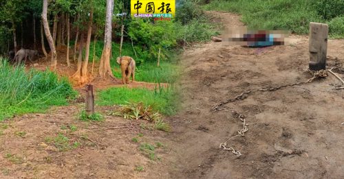 带大象河边洗澡  保育村员工被攻击惨死