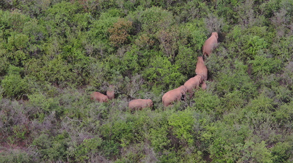 周二在云南省玉溪市峨山县大龙潭乡附近拍摄的象群。（新华社）