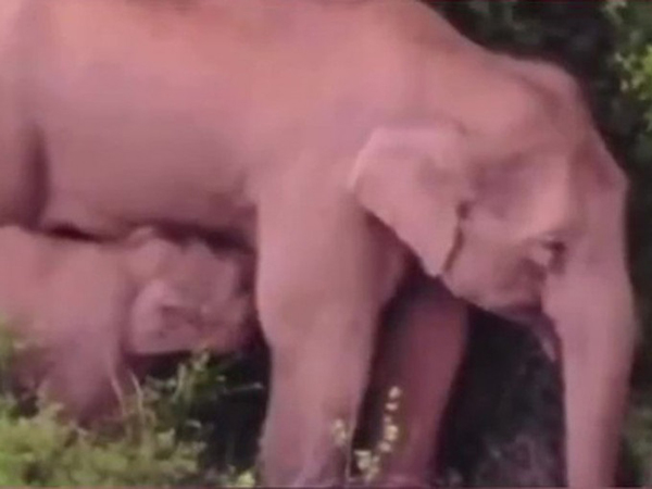 象宝宝吃奶珍贵画面曝光。