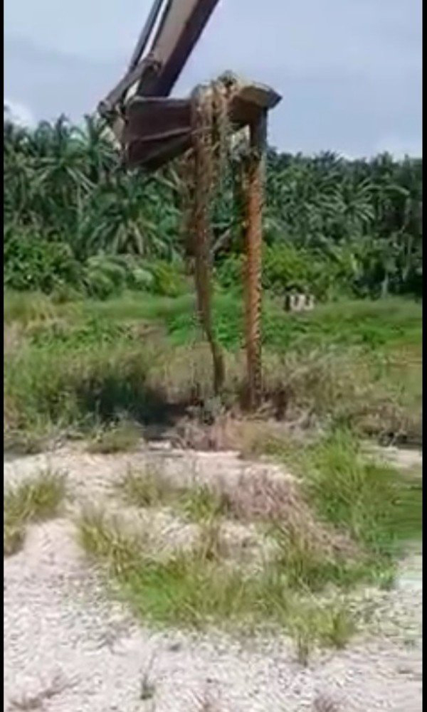 消拯员在神手的协助下，活捉超过100公斤重的峇迪蟒。