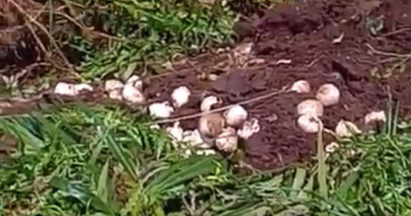 视频中也可看见，疑似该条母峇迪巨蟒所生下的蛋。
