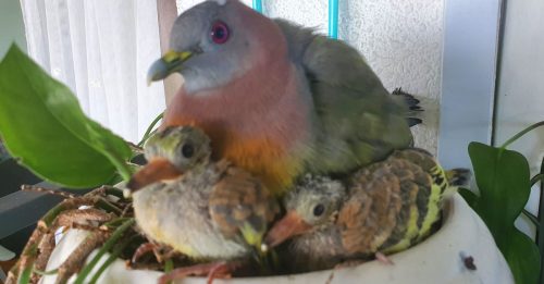 鸽子飞家中筑巢下蛋  男子欢喜分享孵化小鸽子