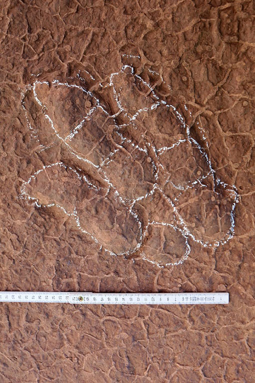 邢立达在四川发现新的恐龙物种脚印化石。