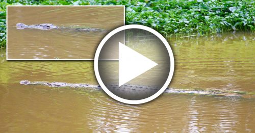 甲玛琳河惊现 史上最巨野生鳄鱼