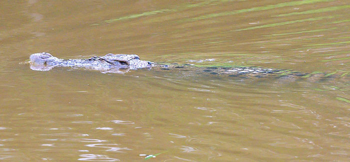 鳄鱼浮现在玛琳河，被摄影发烧友陈培淦发现。（图陈培淦提供）