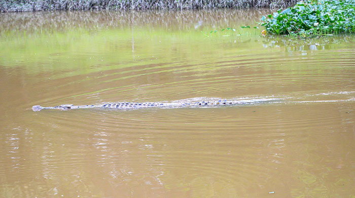浮现在玛琳河的鳄鱼虽发现附近有人，但不带攻击性。（图陈培淦提供）