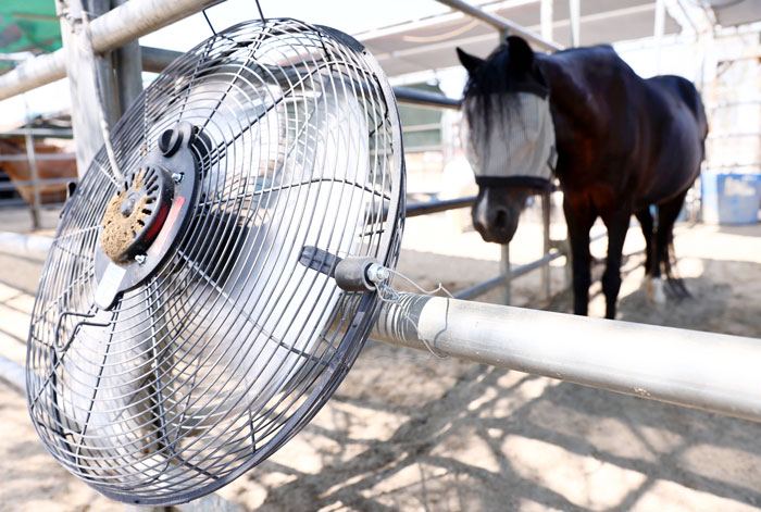 7月11日在加州印第奥，由于天气炎热，有饲主放置风扇令一匹马降温。（法新社）