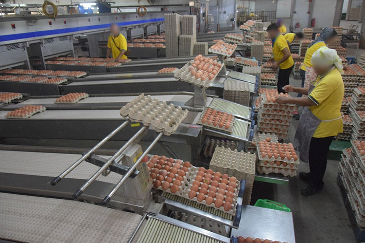 榴梿洞葛一家鸡蛋农场因有20名员工确诊，被当局指示关闭消毒。（档案照）