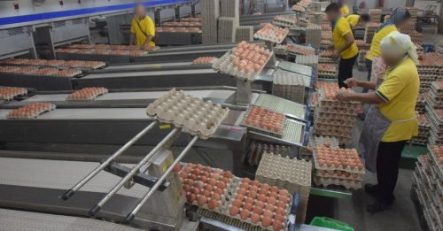 ◤新冠又一年◢ 鸡蛋农场20员工确诊 封两周 市场少2100万粒蛋供应【内附音频】