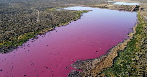 渔获加工厂废弃物污染  潟湖变成粉红色