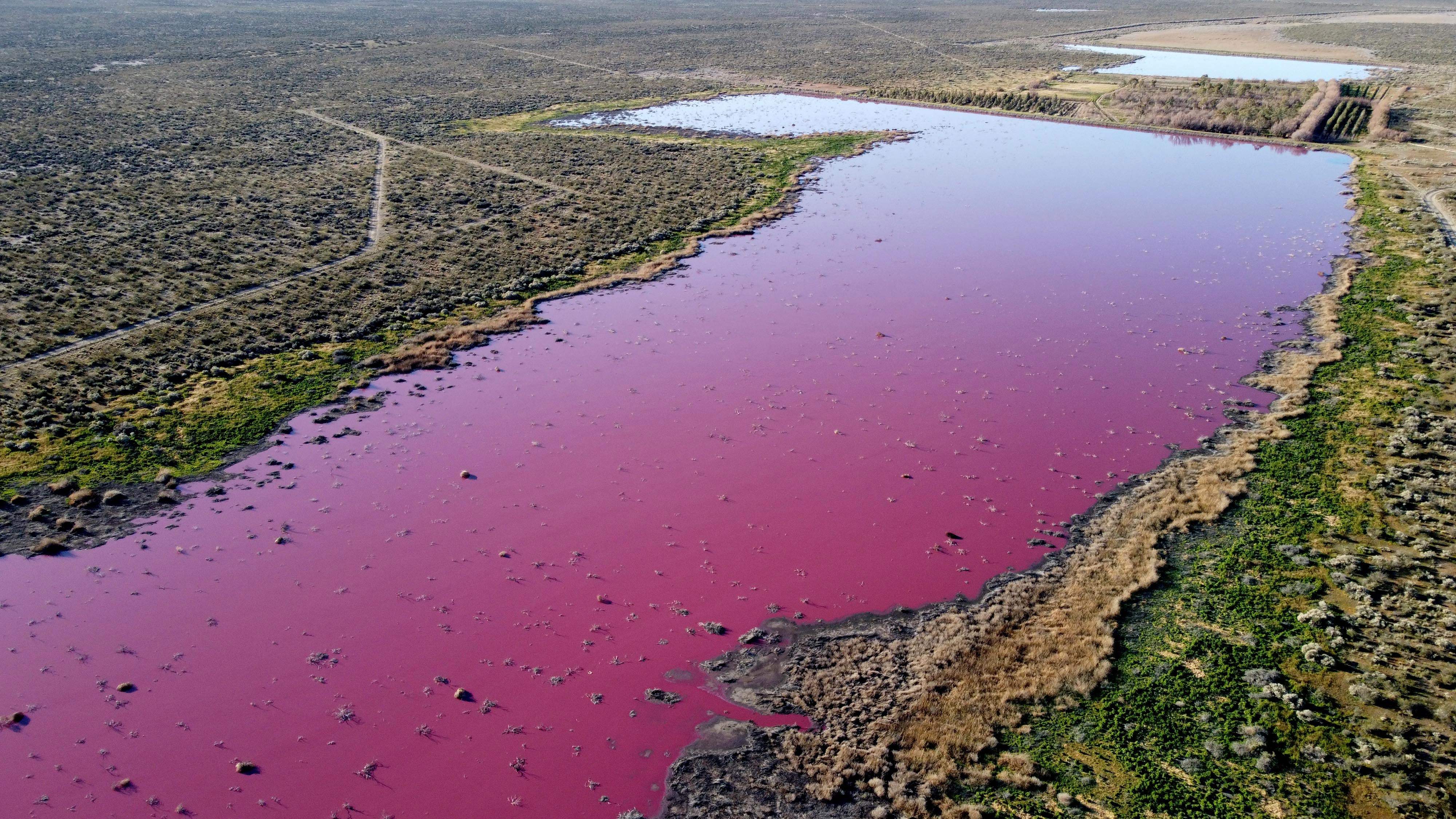 阿根廷南部巴塔哥尼亚地区的寇尔孚潟湖上周开始呈现粉红色。 （法新社）