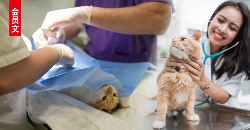 ◤会员文：宠物情缘◢猫咪看兽医如临大敌？