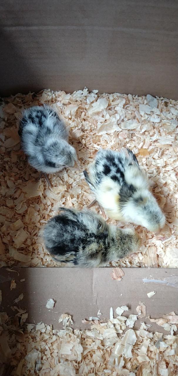 去年5月，覃善雯从网友那里领养了3只汉堡鸡，把它们抚养长大。（受访者提供）