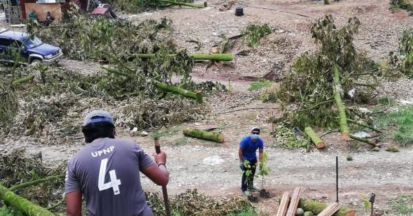 劳勿峇都达兰永久森林保留区的砍树行动，已经100%完成。