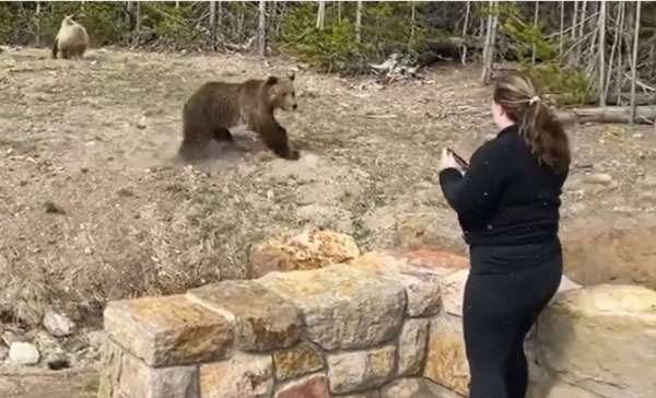 一身黑装的德林近距离拍摄，刺激到母灰熊飞奔而来。