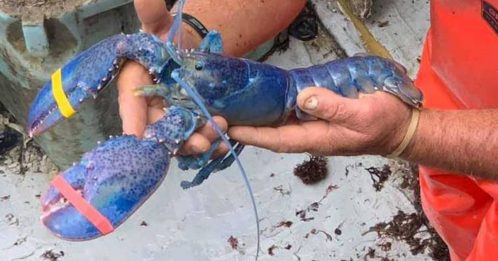 几率200万分之一 渔夫捕获珍稀蓝龙虾