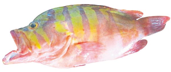 通体鲜红并带有黄色条纹的海新娘，是石斑鱼的一种，生活在很深的水域，很难钓获，是稀有而美丽的石斑鱼。