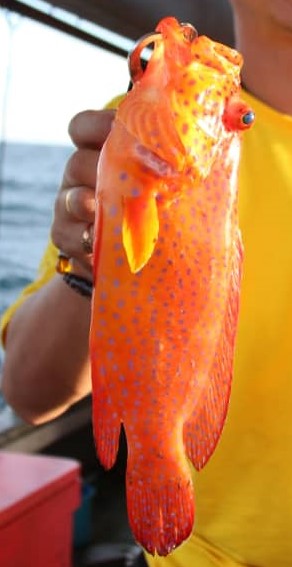红石斑英文名叫“Strawberry Grouper”，身上有明显斑点，颜色红艳，体长约22厘米，生活在20～100尺深的海域，以甲壳类和小鱼为食物。