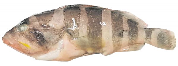 肩带石斑鱼，英文名“Saddle Grouper”，体型约50厘米长，生活在150尺身的海域，习惯独居，且怕陌生，喜欢尺甲壳类和小鱼。