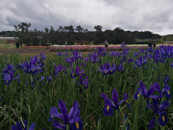 春天来了，墨尔本随处都可见到花儿盛开，尤其效区更成了一个“大花园”。