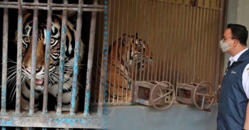 ◤全球大流行◢ 耶加达动物园 2虎确诊冠病